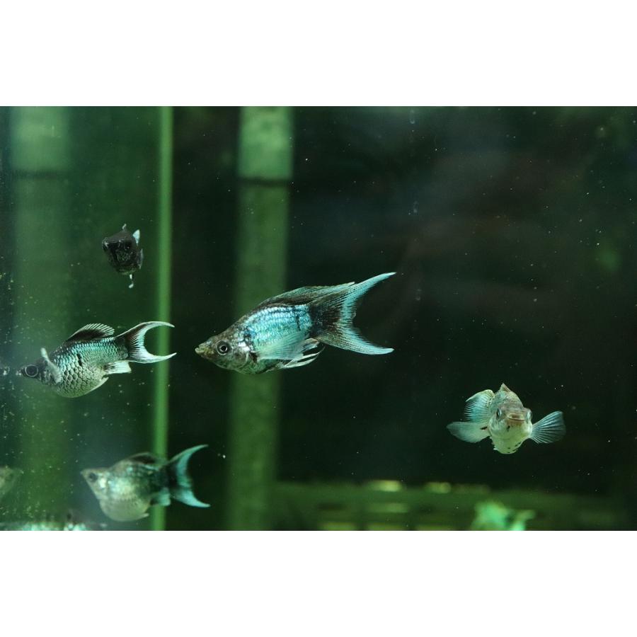 淡水魚】【通販】ブルーエレクトリックバルーンライヤーモーリー【1匹 