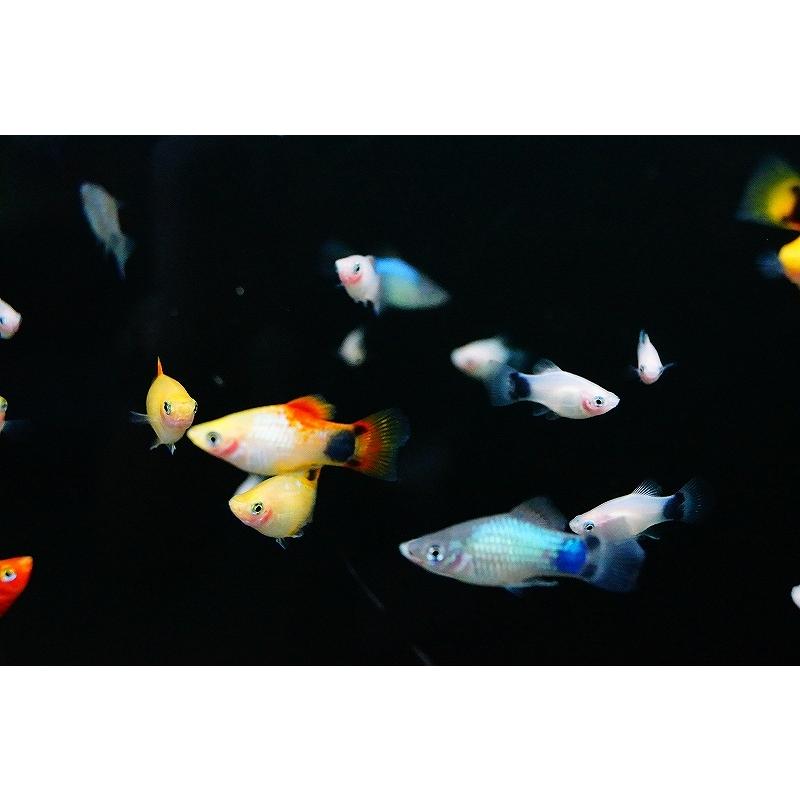 【淡水魚】ミックス ミッキーマウスプラティ【1匹 サンプル画像】（生体）｜petballoonshop｜02