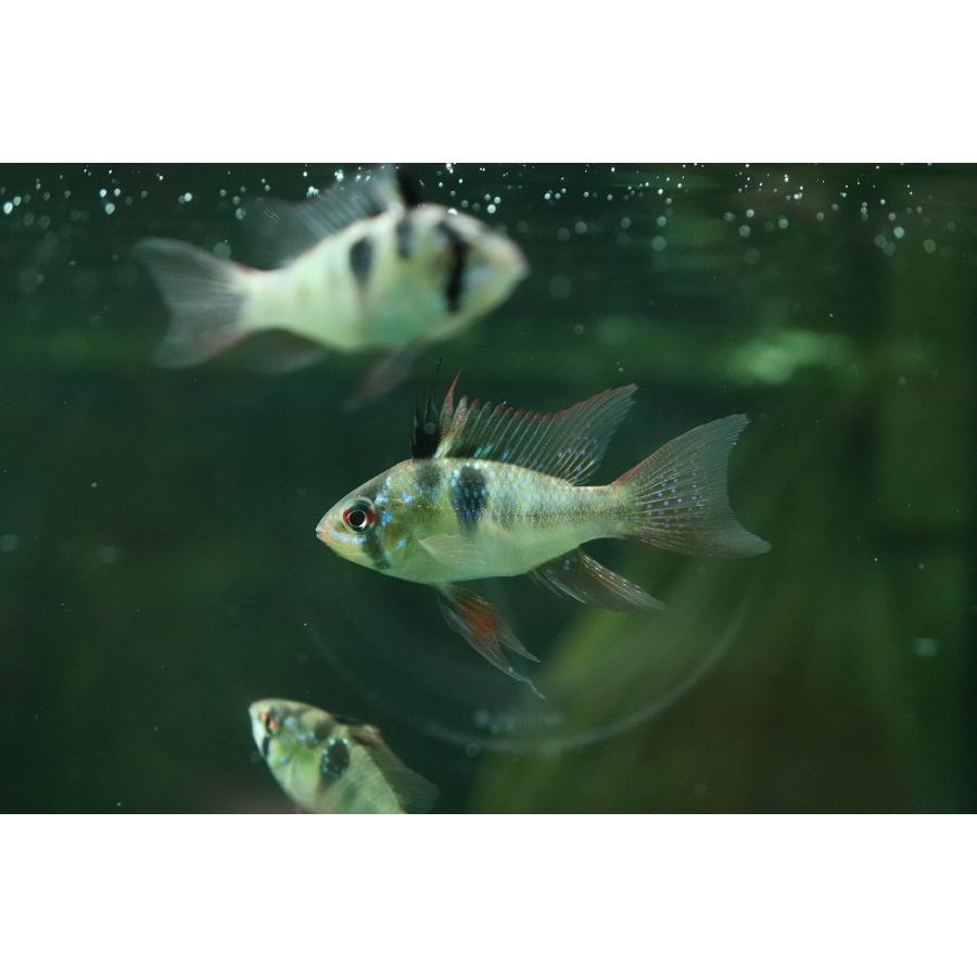 淡水魚】【通販】ペア販売 ブリリアントドイツラミレジィ【1ペア 