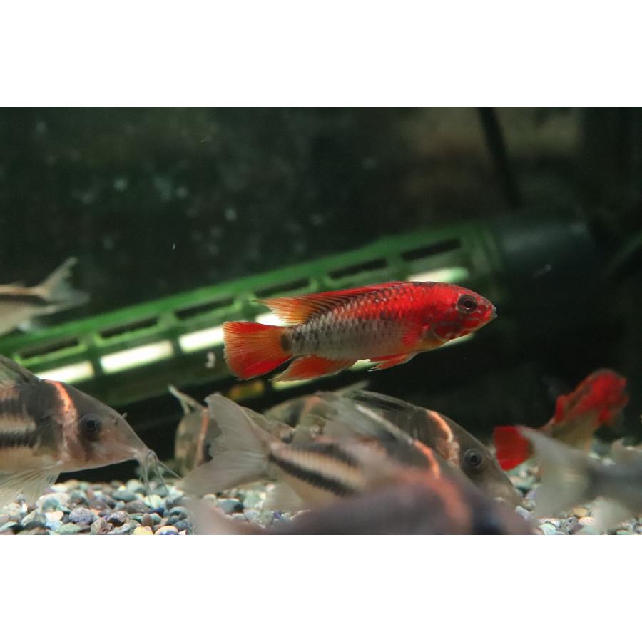 アルギュ ヴィトラ Algue vitra 赤50本➕おまけ　最終価格 ハル RE チューブ / アイスグレーVitra（ヴィトラ） | 公式通販 家具