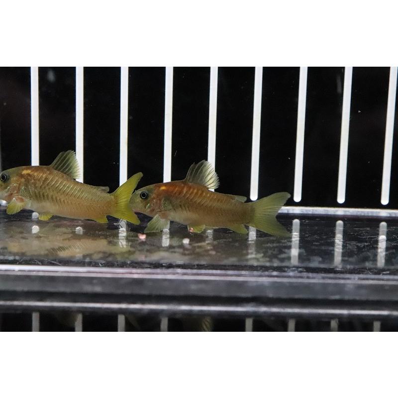 淡水魚 レア種 コリドラス イルミネータス レッド 1匹 3cm コリドラス Zc32 ペットバルーン ヤフー店 通販 Yahoo ショッピング