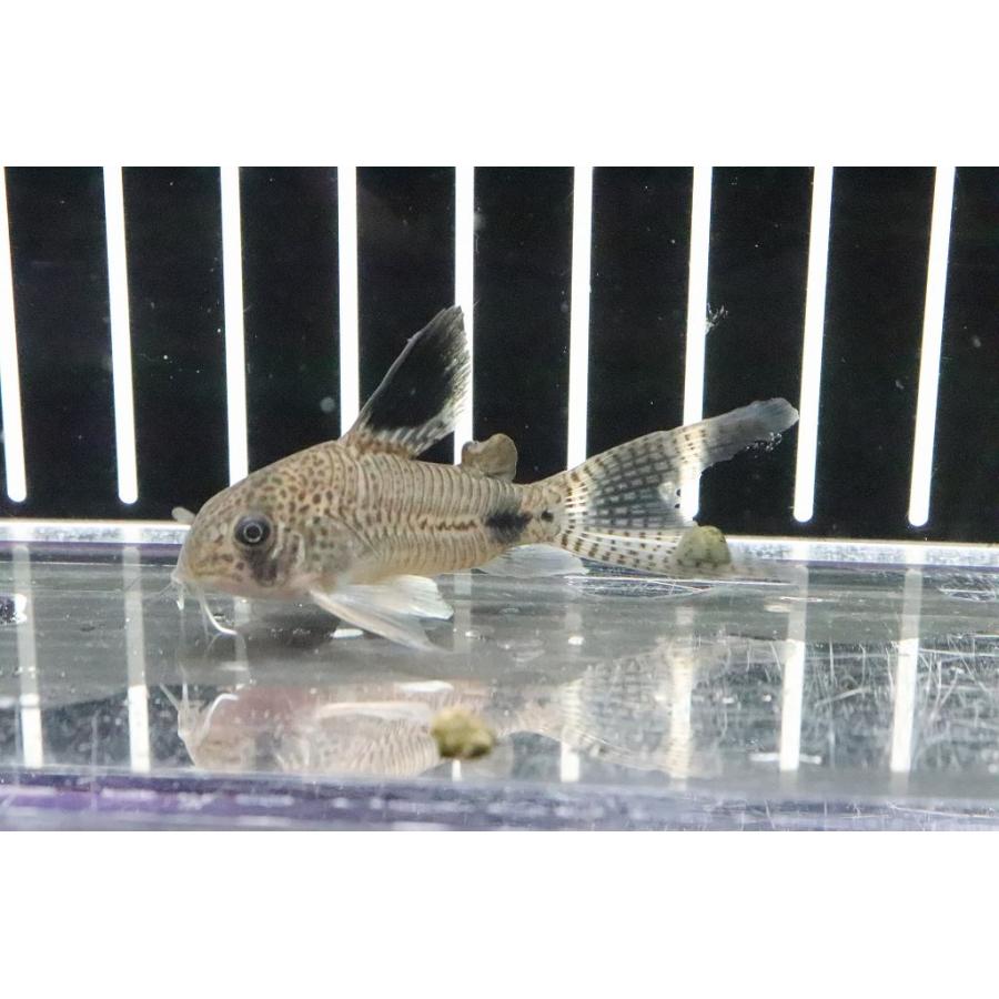 条件付送料無料 珍種 コリドラス スーパーロングフィン ジュリパン ジュリー パンダ ハイブリット １匹 6cm 淡水魚 Zc32 ペットバルーン ヤフー店 通販 Yahoo ショッピング