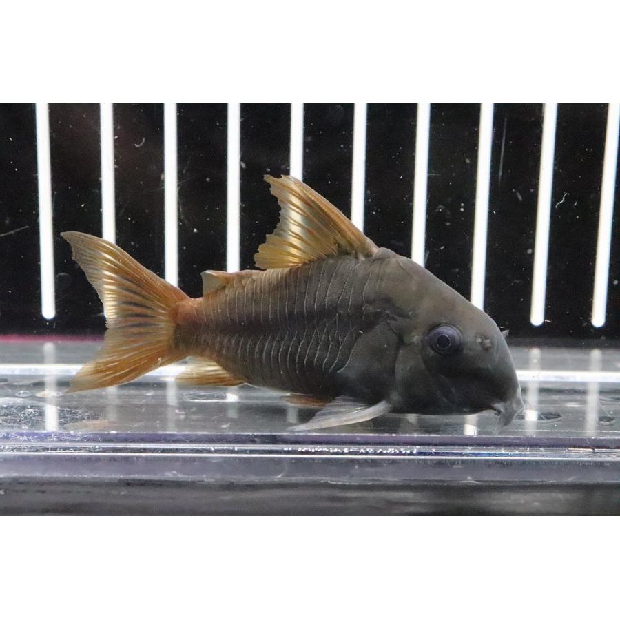 淡水魚 大特価 ｘｌサイズ コリドラス コンコロール ワイルド １匹 5 7cm コリドラス Zc32 ペットバルーン ヤフー店 通販 Yahoo ショッピング