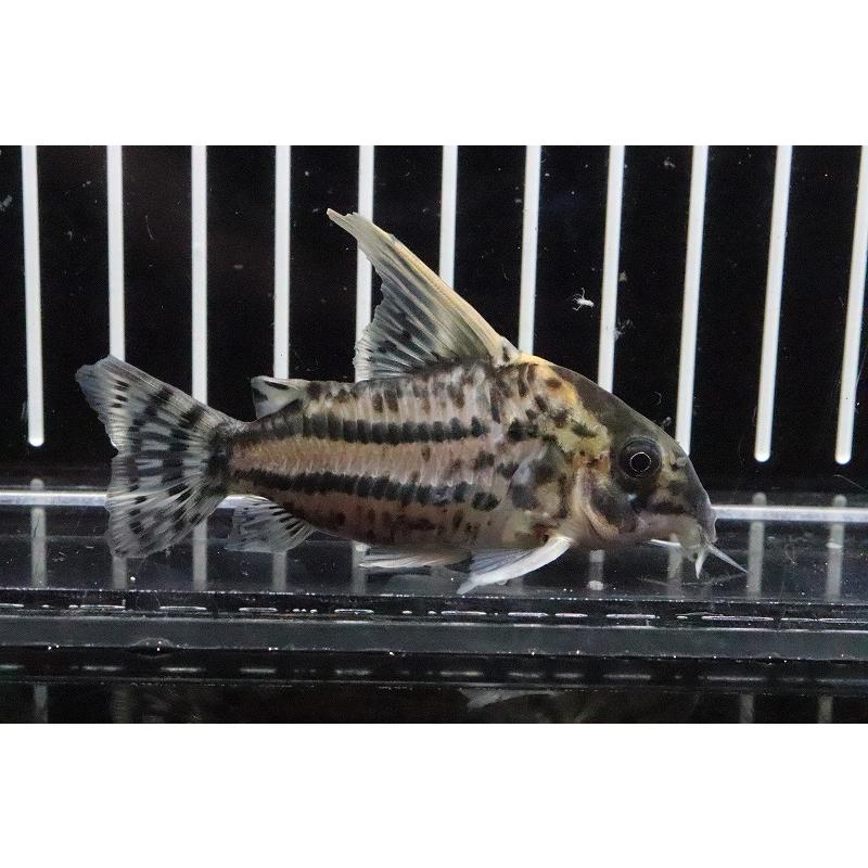 淡水魚 レア産地 コリドラス スーパーシュワルツィ ラブレア産 ワイルド １匹 5 7cm コリドラス Zc32 ペットバルーン ヤフー店 通販 Yahoo ショッピング