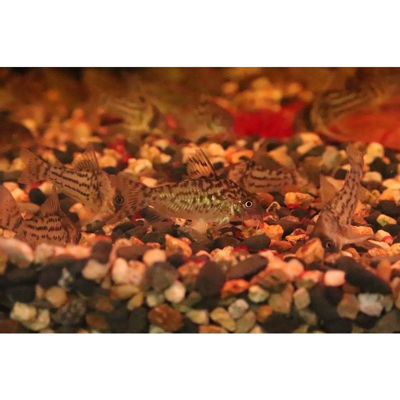 淡水魚 大特価 ブラジル便 コリドラス ソダリス プルス産 ワイルド １匹 3 5 4cm コリドラス Zc32 ペットバルーン ヤフー店 通販 Yahoo ショッピング