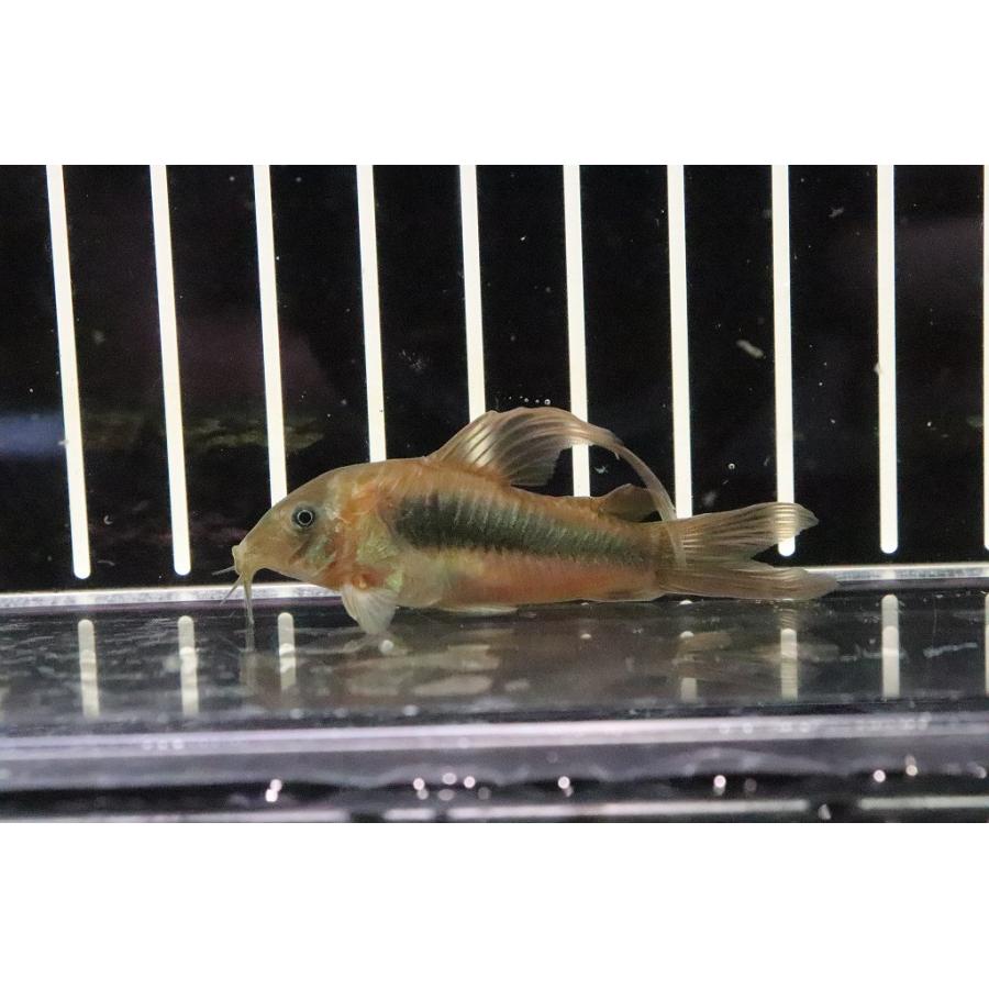 条件付送料無料 超激安 コリドラス ロングフィンアエネウス ｌｌサイズ １匹 5cm コリドラス 淡水魚 Zc32 ペットバルーン ヤフー店 通販 Yahoo ショッピング