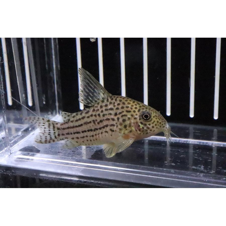 淡水魚 コリドラス エベルシー リオアラグアイア産 ワイルド 1匹 サンプル販売画像 6cm コリドラス Zc32 ペットバルーン ヤフー店 通販 Yahoo ショッピング