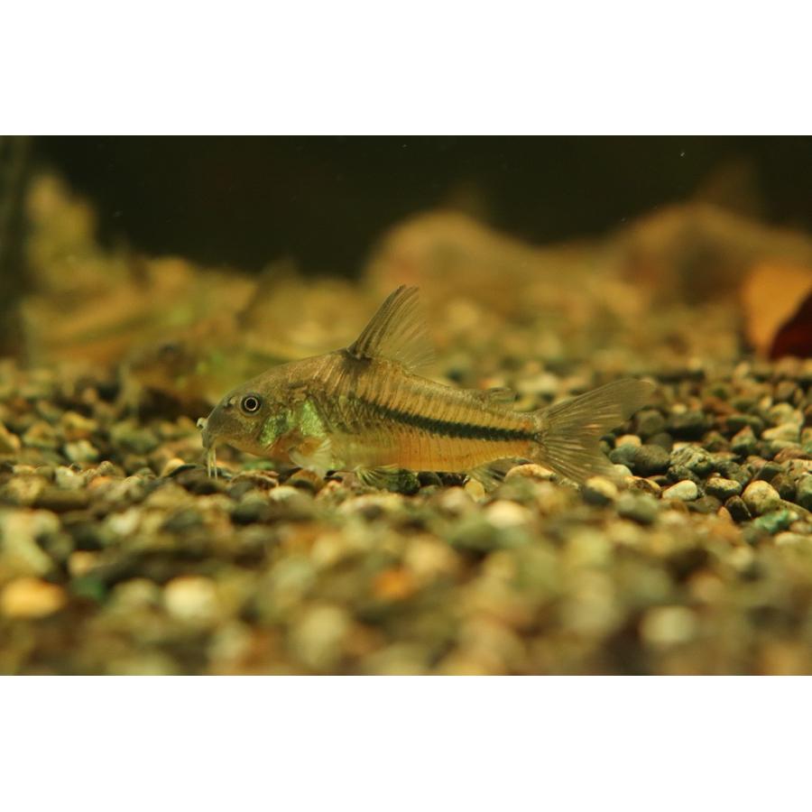 淡水魚 コリドラス ナッテレリー ワイルド 1匹 サンプル画像販売 4 5cm コリドラス Zc32 ペットバルーン ヤフー店 通販 Yahoo ショッピング