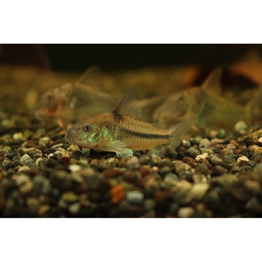 淡水魚 コリドラス ナッテレリー ワイルド 1匹 サンプル画像販売 4 5cm コリドラス Zc32 ペットバルーン ヤフー店 通販 Yahoo ショッピング