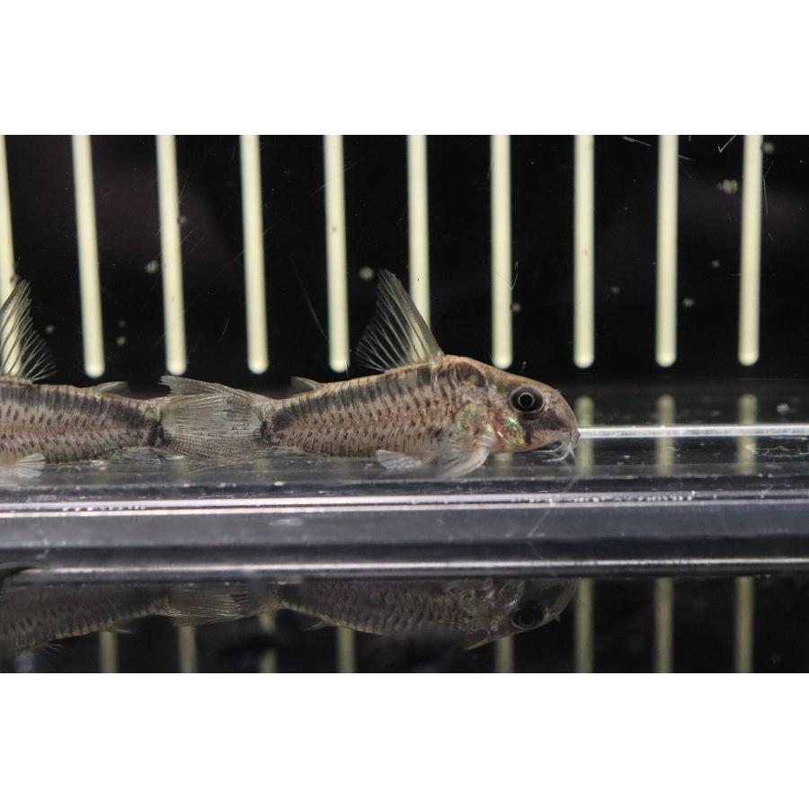 淡水魚 コリドラス パンサーロレット ジュタイ産 ワイルド 1匹 サンプル画像販売 4cm コリドラス Zc32 ペットバルーン ヤフー店 通販 Yahoo ショッピング