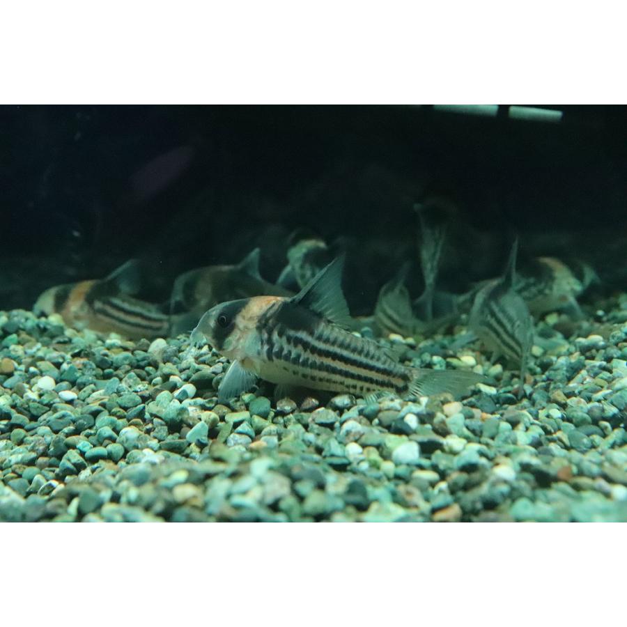 淡水魚】【通販】激レアサイズ XLサイズ Sグレード コリドラス 