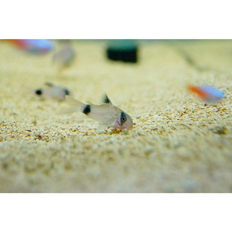 淡水魚 特別価格 コリドラス パンダ 1匹 生体 Zc32 ペットバルーン ヤフー店 通販 Yahoo ショッピング
