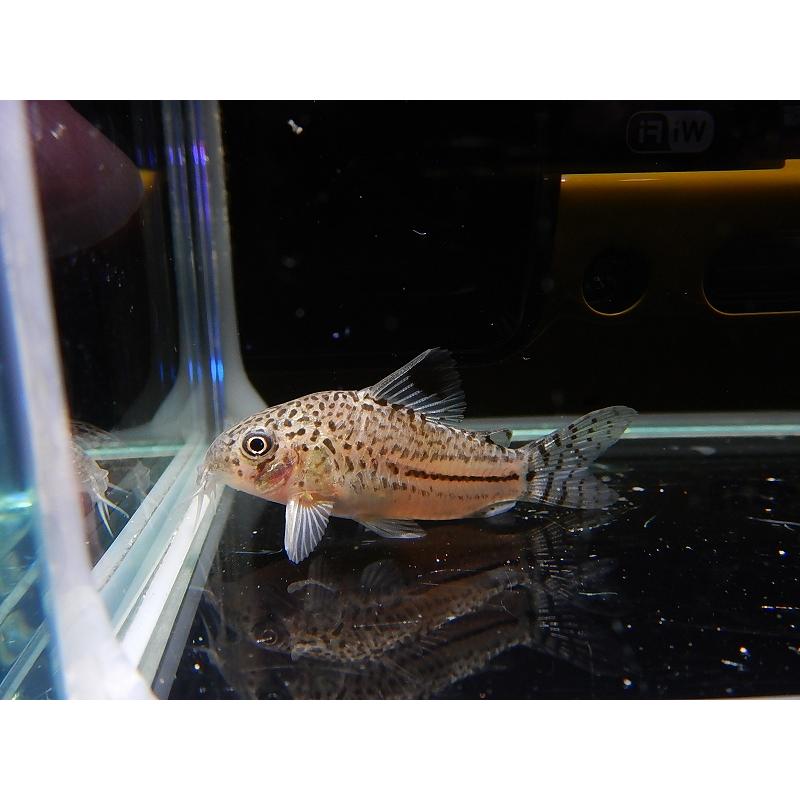 淡水魚 激安超大特価 コリドラス ジュリー コロンビア産 ワイルド 1匹 サンプル画像 4 5cm 生体 Zc32 ペットバルーン ヤフー店 通販 Yahoo ショッピング