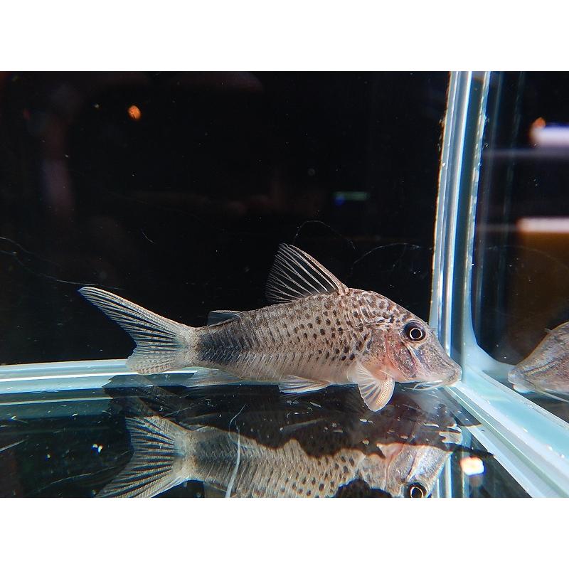 高知インター店 淡水魚 コリドラス オーラスティグマii リアル アクレリオブランコ産 ワイルド ワイルド 6cm １匹 生体 Zc32 b01 ペットバルーン ヤフー店 通販 Yahoo ショッピング 正規品 Missbargainhuntress Com