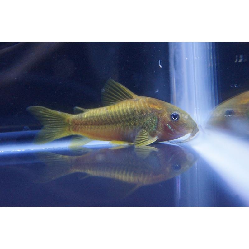 淡水魚 コリドラス イルミネータスオレンジ ワイルド 1匹 生体 Zc32 b21 ペットバルーン ヤフー店 通販 Yahoo ショッピング