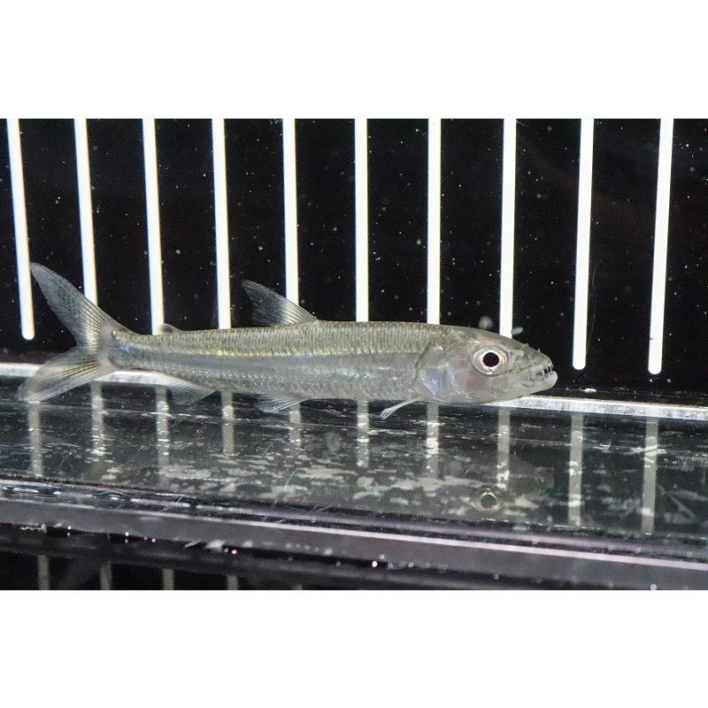 熱帯魚 カージナルテトラ ワイルド 北海道航空便要保温 沖縄別途送料 １００匹