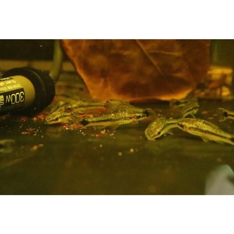 淡水魚 ブラジル便 オトシンクルス プルス産 ワイルド １匹 3 5 4cm オトシン Zc33 ペットバルーン ヤフー店 通販 Yahoo ショッピング