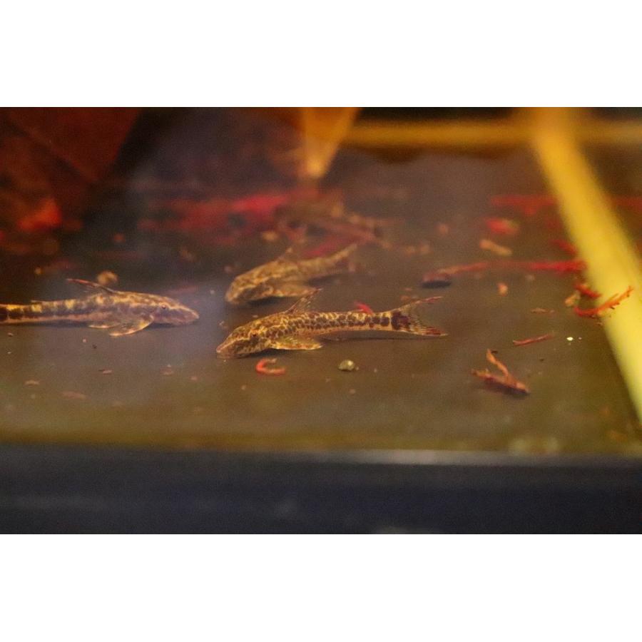 淡水魚 レア種 パラオトシン マクリコウダ ワイルド １匹 オトシン Zc33 ペットバルーン ヤフー店 通販 Yahoo ショッピング