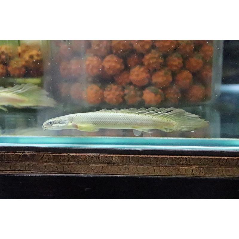 淡水魚 レア種 ロングフィン ポリプテルス セネガルス ドラゴンフィン １匹 8 13cm 大型魚 Zc36 ペットバルーン ヤフー店 通販 Yahoo ショッピング
