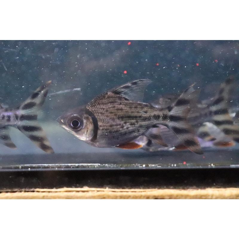 淡水魚】【通販】激安 ショートボディ カラープロキロダス【1匹 