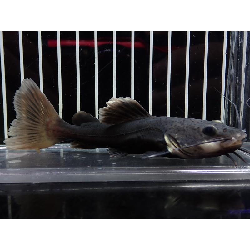 淡水魚】【通販】激レア ブラックレッドテールキャット【1匹 サンプル