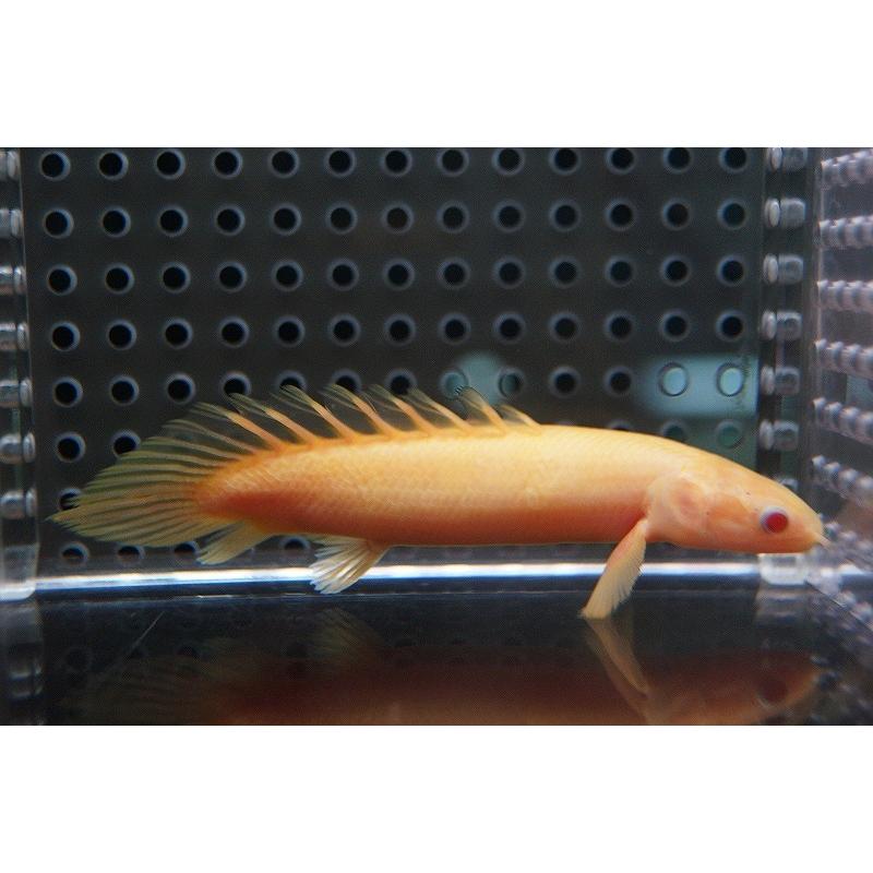 熱帯魚 アルビノセネガルスショートボディ 大きめ