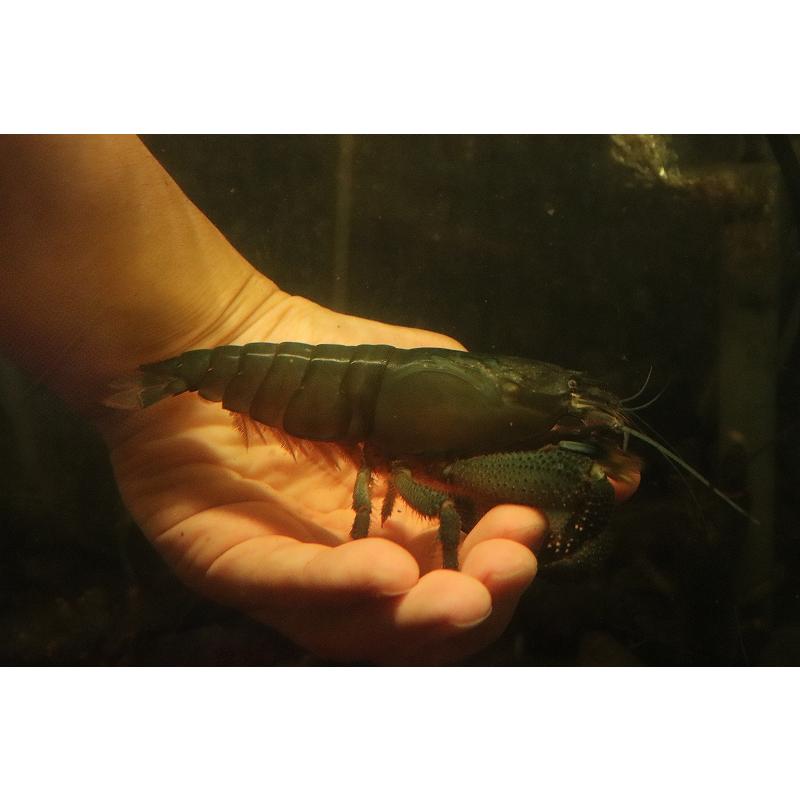 淡水魚】【通販】過去最大サイズ アフリカンジャイアントロック
