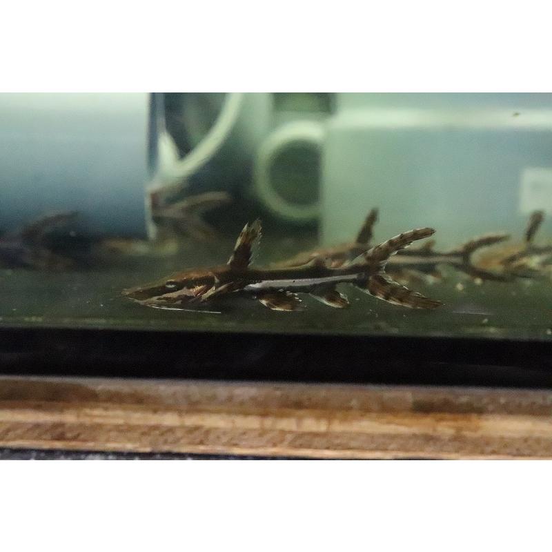 【淡水魚】大特価 タイガーシャベルノーズキャット【1匹 サンプル画像販売】(±5-6cm)(大型魚)｜petballoonshop｜02