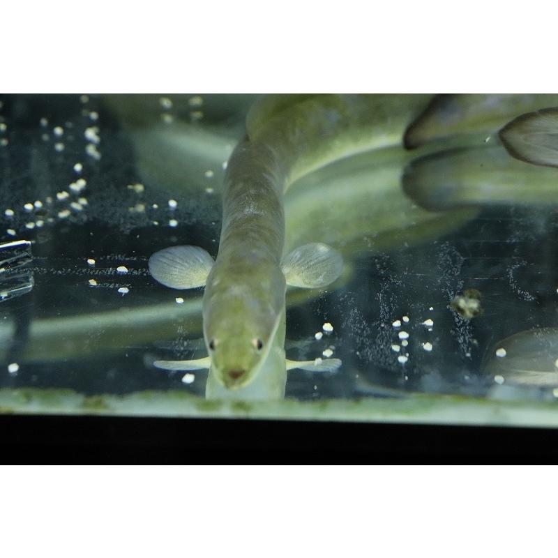 送料無料 新品 観賞魚生体 淡水魚 超大特価 変わり種 天然ウナギ １匹 サンプル画像 40ｃｍ ウナギ Www Threeriversofs Com