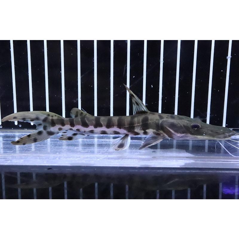 淡水魚】激レア タイガーシャベルノーズキャット コロンビア メタ河産 