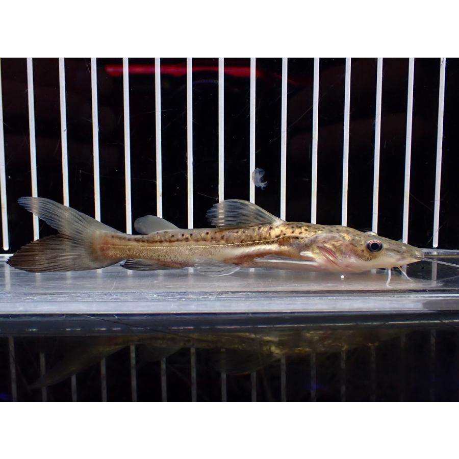 淡水魚】【通販】爆安 激レア ハイブリッド レッドテールシャベル 