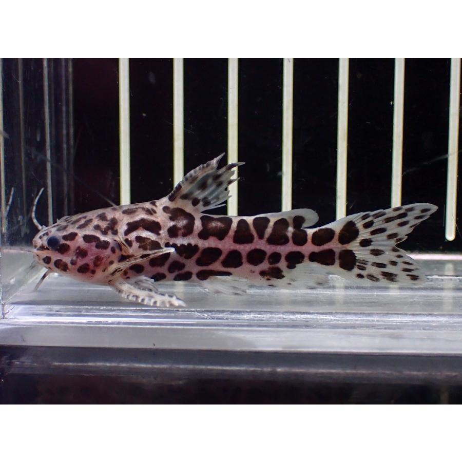 熱帯魚　スカイブルージャガーキャット1匹 淡水魚】【通販】スカイブルージャガーキャット【1匹 サンプル画像