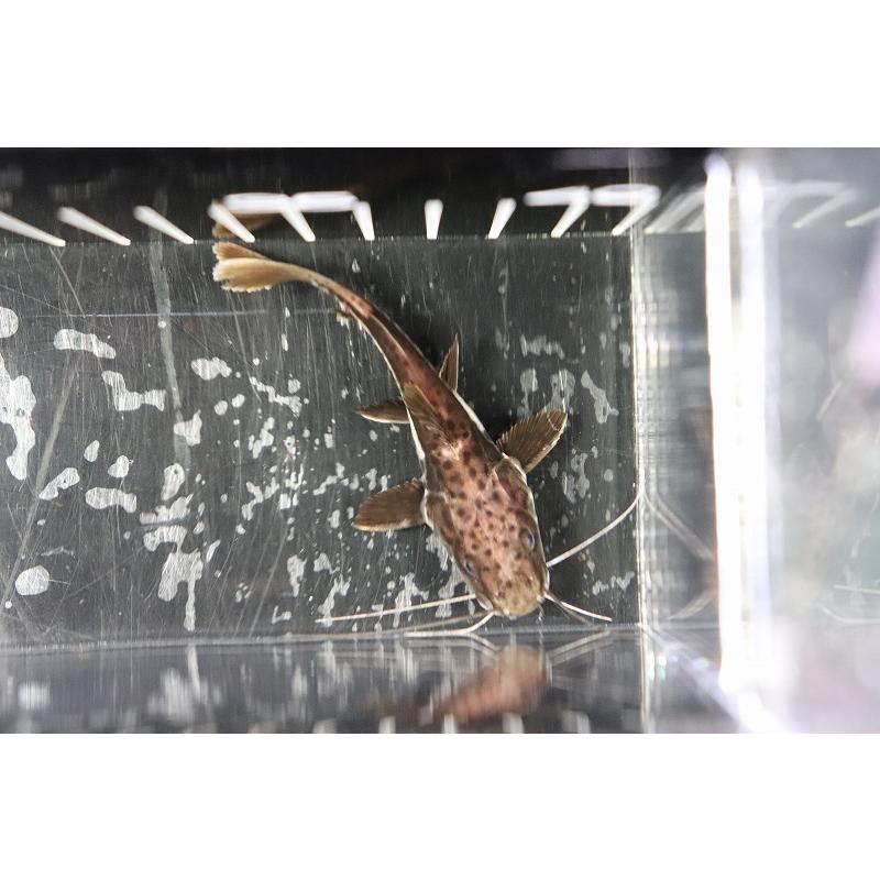 【淡水魚】珍種 ハイブリッド レッドテールタイガーシャベルノーズキャット【1匹】(±4-5cm)(生体)|petballoonshop|03