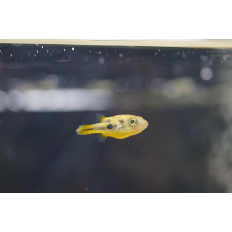 淡水魚 アベニーパファー 5匹 激安単価で 生体