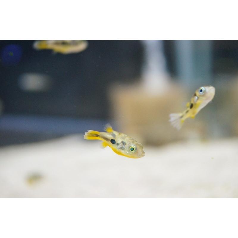 淡水魚 アベニーパファー 3匹 生体 Zc40 ペットバルーン ヤフー店 通販 Yahoo ショッピング