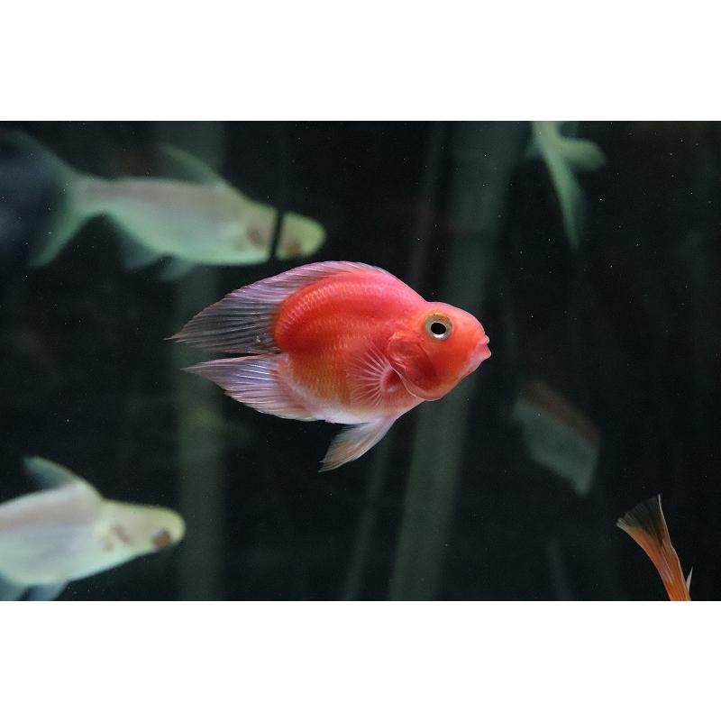 ノーテールパロット　熱帯魚　水槽　大型魚 淡水魚】珍種 ハートテールパロットファイヤー【1匹】(±6cm)(大型魚