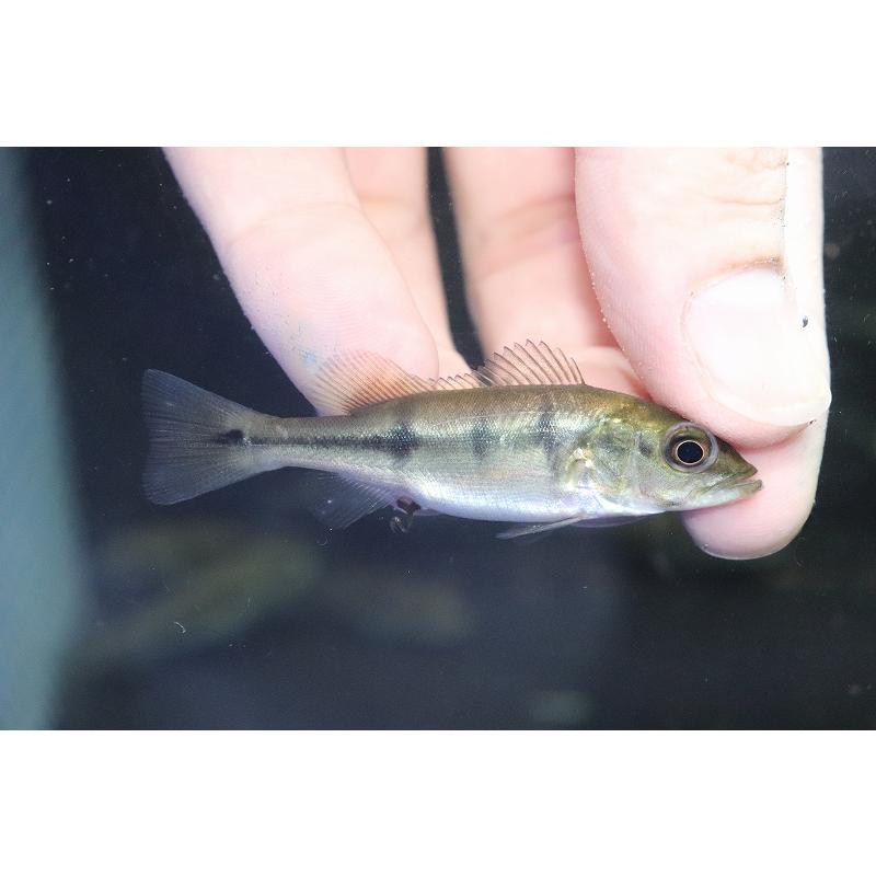 淡水魚】【通販】キクラ cf ブロコポンド【1匹 サンプル画像】(±4cm 
