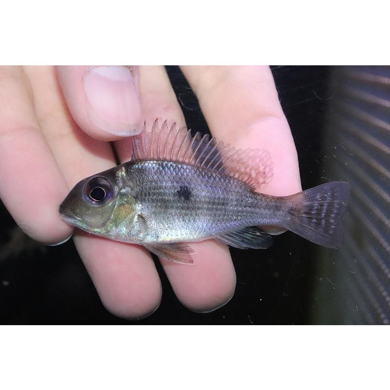 楽天1位 淡水魚 レア種 ゲオファーガス アルティフロンス シングー産 ワイルド 1匹 サンプル画像 7ｃｍ 大型魚 気質アップ Atempletonphoto Com