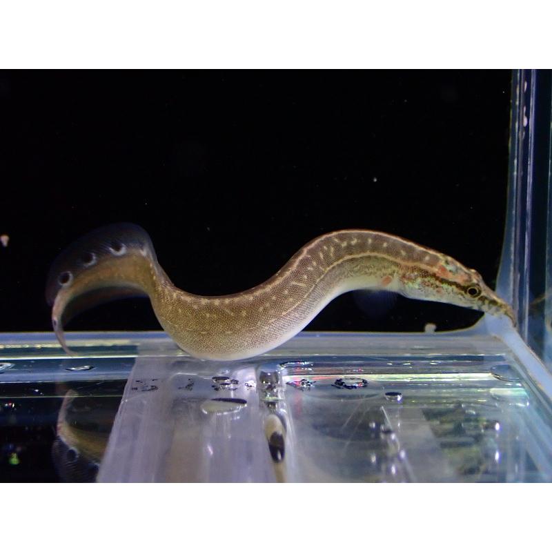 淡水魚】激安 レッドフィン ピーコックスパイニーイール ワイルド【1匹 