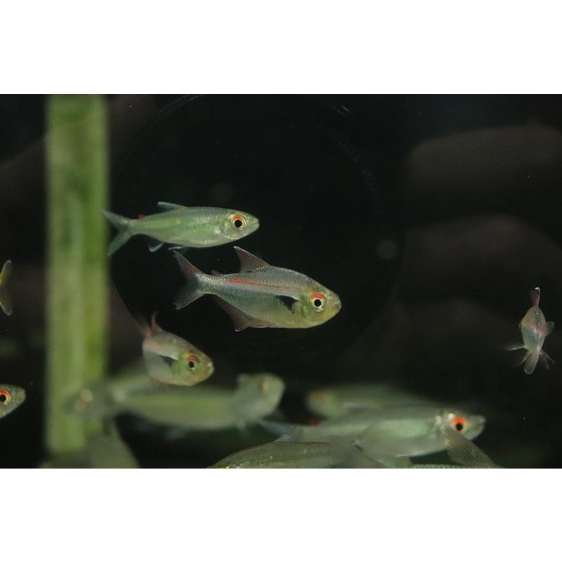 淡水魚】【通販】新着 レッドラインファラガテトラペルー産 ワイルド