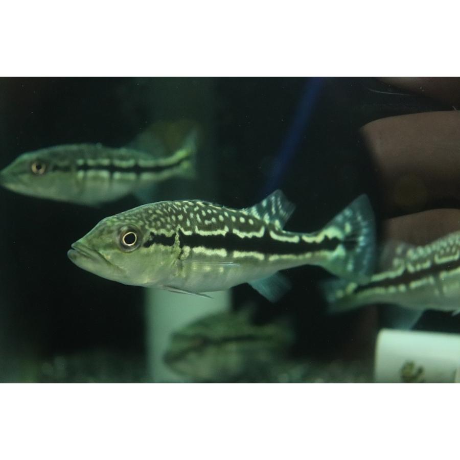 淡水魚】【通販】大きめ 柄あり キクラ メラニアエ【1匹 サンプル画像 