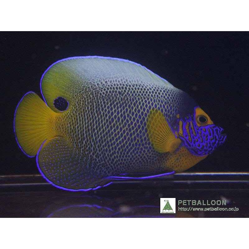 海水魚 アデヤッコ ブルーフェイスエンゼル Mサイズ 1匹 9 12cm 生体 Zd01 ペットバルーン ヤフー店 通販 Yahoo ショッピング