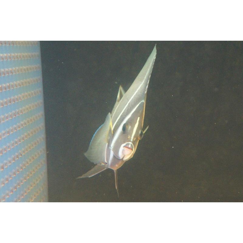 海水魚 ヤッコ グレーエンゼル M 1匹 10 12cm サンプル画像 生体 Bhinternalmedicine Com