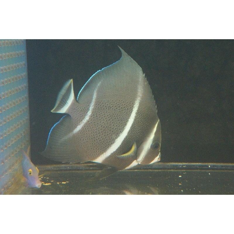 海水魚 ヤッコ グレーエンゼル M 1匹 10 12cm サンプル画像 生体 Bhinternalmedicine Com