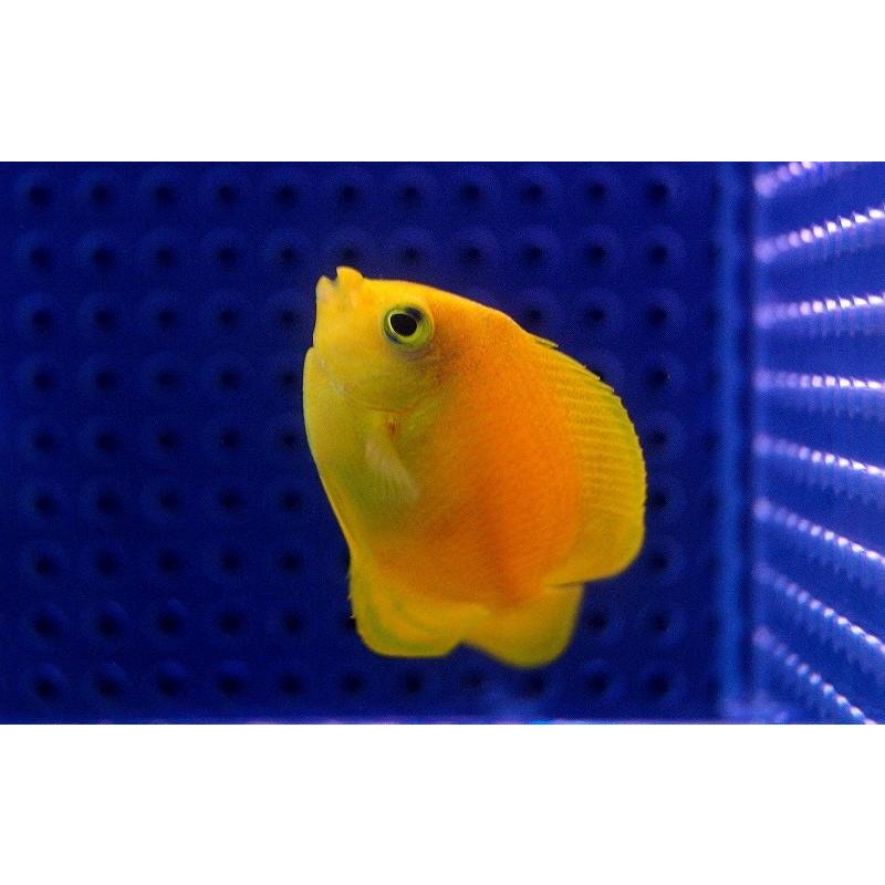 海水魚 ヘラルドヤッコ 1匹 5 6cm前後 生体 Zd01 ペットバルーン ヤフー店 通販 Yahoo ショッピング