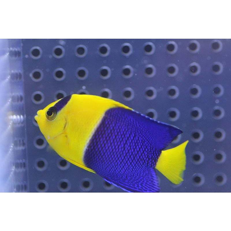 【海水魚】ソメワケヤッコ(1匹)4-6cm前後(サンプル画像）（生体）｜petballoonshop｜02