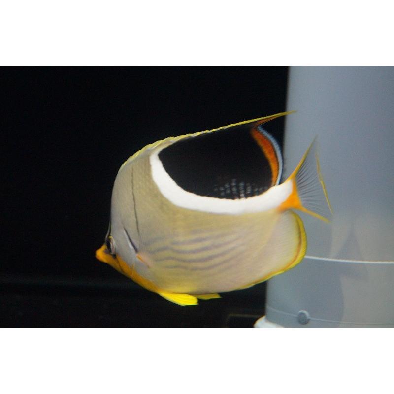 海水魚 チョウチョウウオ セグロチョウ Ml Lサイズ サンプル画像 8 12cm 生体 Zd02 ペットバルーン ヤフー店 通販 Yahoo ショッピング