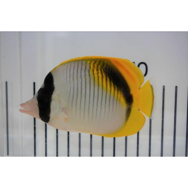 海水魚ツキチョウチョウウオ 約13センチ