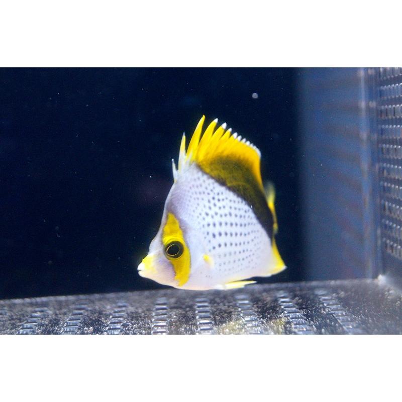 新品 価格 【海水魚】マルケサンバタフライ(M-MLサイズ)(1匹)7-8cm前後(サンプル画像)(生体) :zd02-91031371:ペットバルーン ヤフー店 - 通販 - Yahoo!ショッピング 日本公式の通販 -https://reverb.wol.org 新品 価格 【海水魚】マルケサンバタフライ(M-MLサイズ)(1匹)7-8cm前後(サンプル画像)(生体) :zd02-91031371:ペットバルーン ヤフー店 - 通販 - Yahoo!ショッピング 日本公式の通販 -https://reverb.wol.org