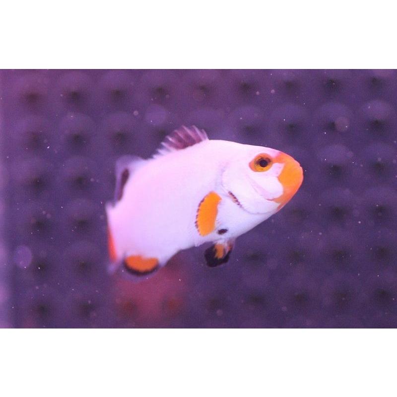 海水魚 クマノミ プラチナクラウンフィッシュ サンプル画像 4cm 生体 Zd03 ペットバルーン ヤフー店 通販 Yahoo ショッピング